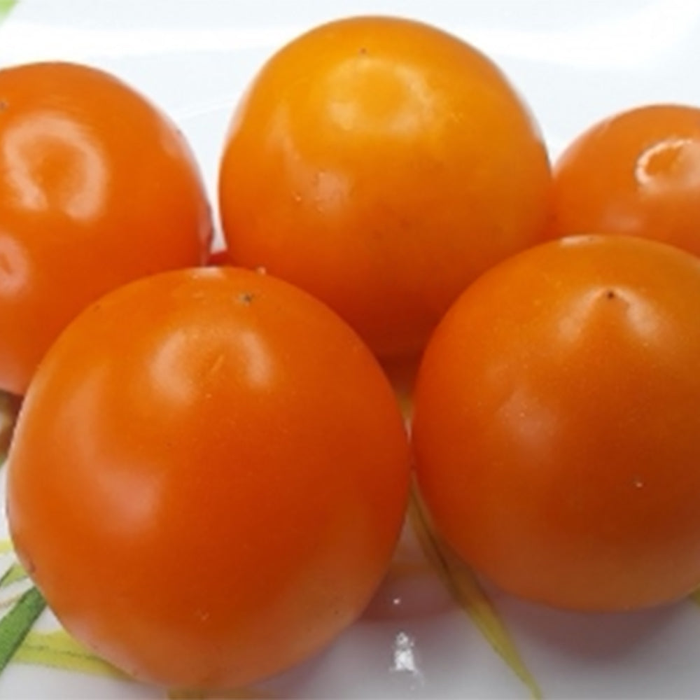 795 Dwarf Sweet Satsuma Tomato