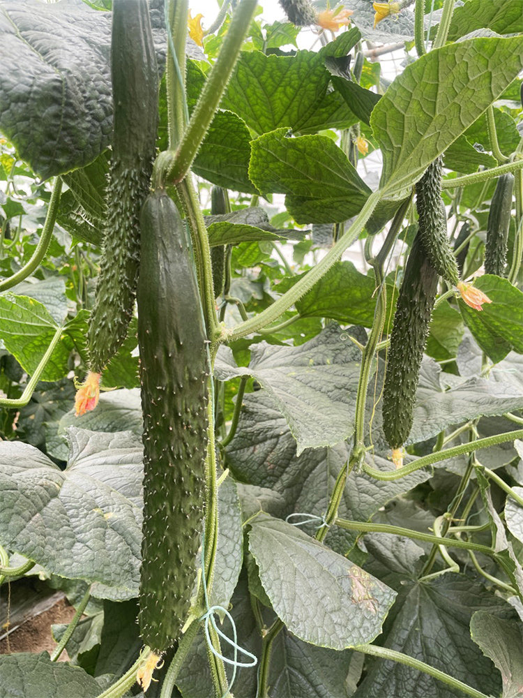'Emerald Heart' Cucumbers (Cucumis sativus)