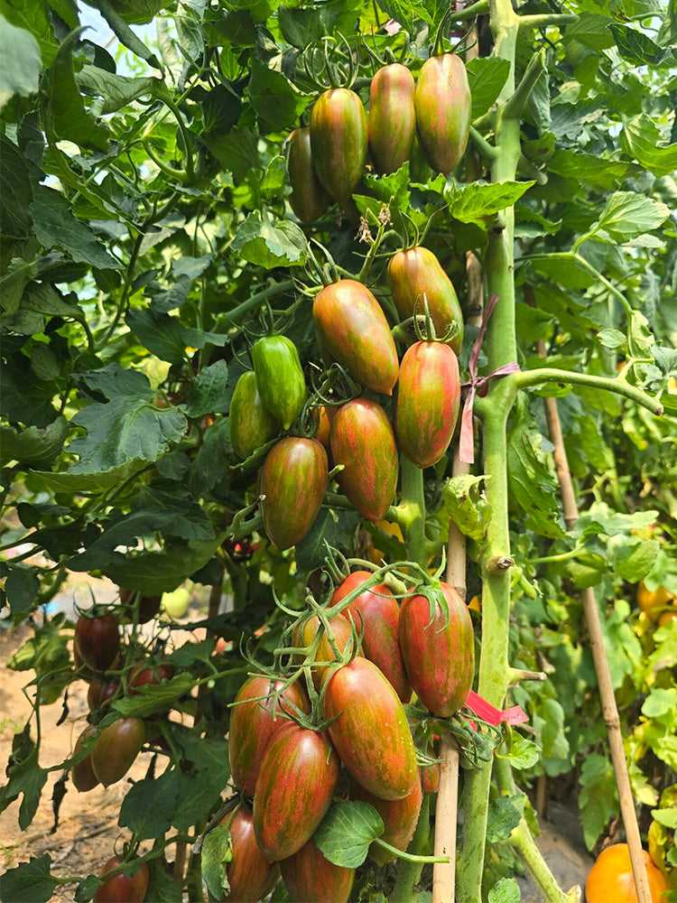 951 Javelin Tomato