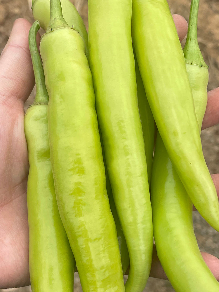 Yellow Beauty Pepper