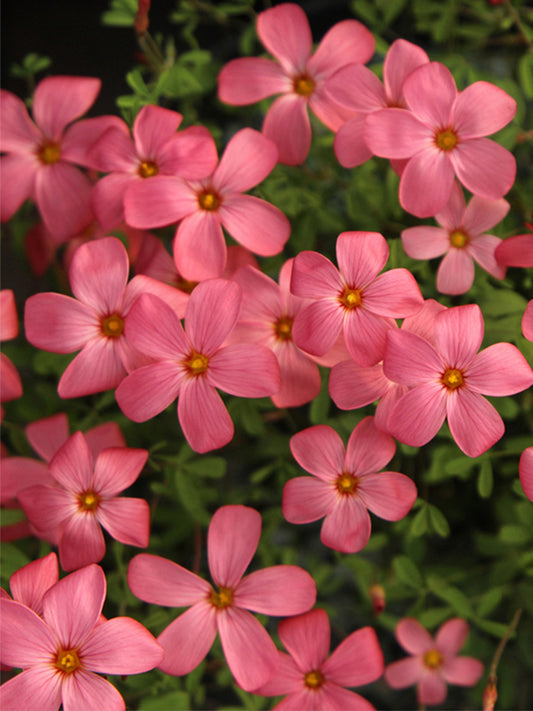 Oxalis glabra Series Bulb - 'Salmon'