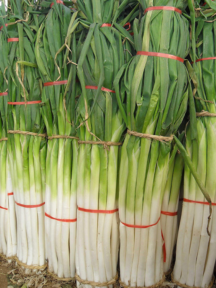 Zhangqiu Green Onion