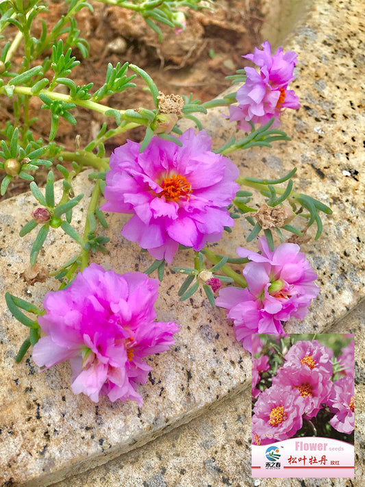 Hezhichun Rose-red Portulaca