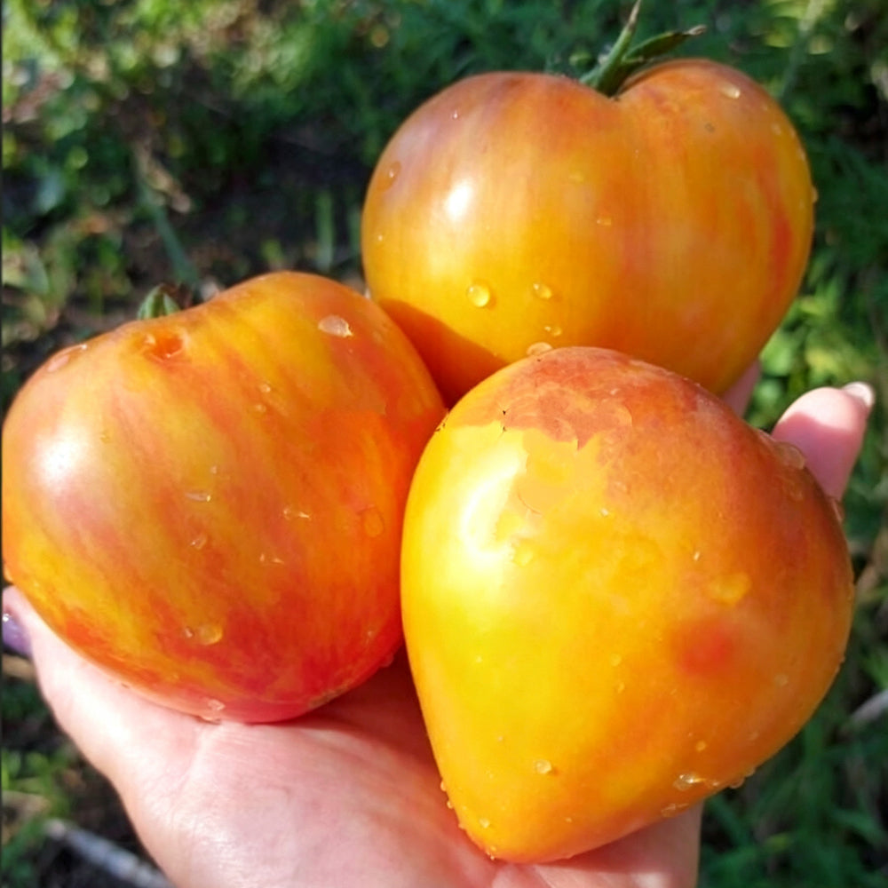 803 Solom's Cardinal F5 Tomato