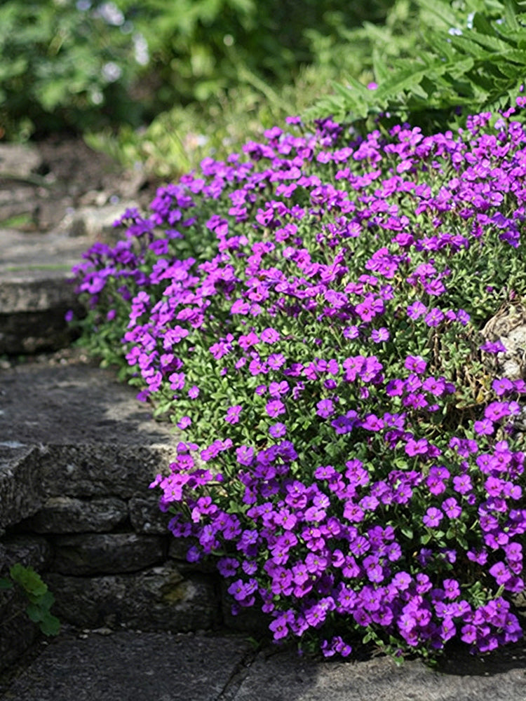 Purple Rock Cress