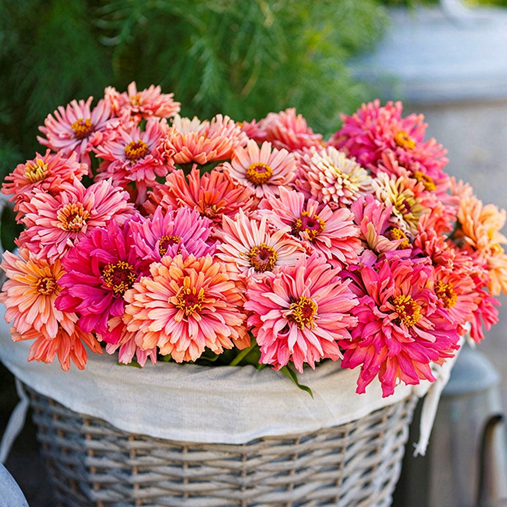 W1355 Cactus-Flowered Zinnia Mix