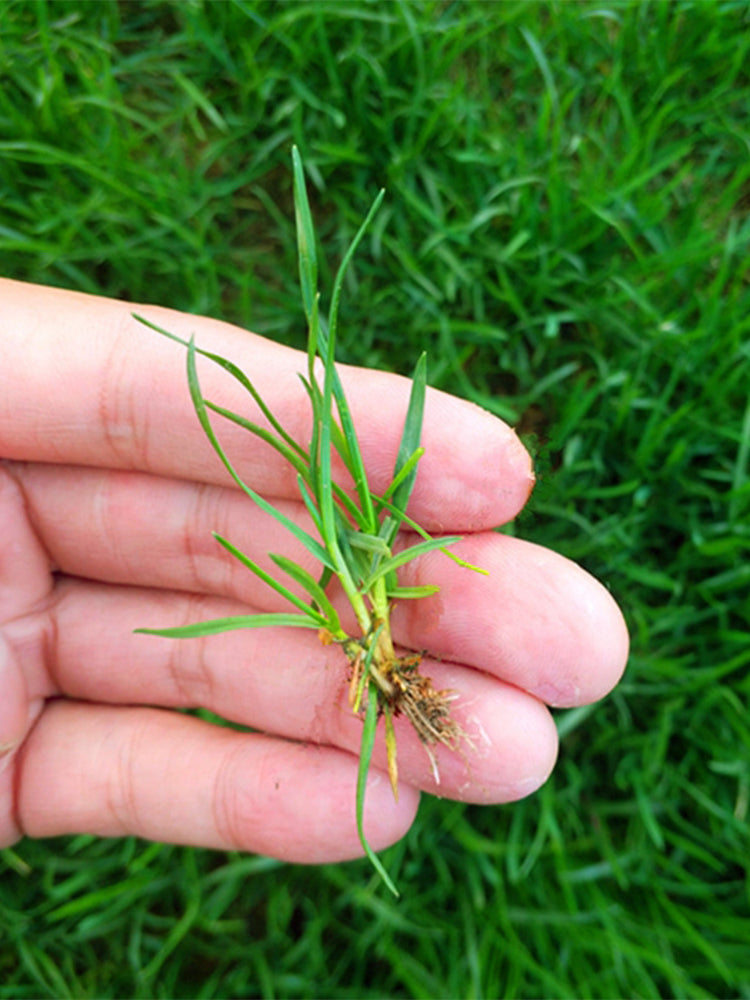 Poa pratensis 'Fargo BT'