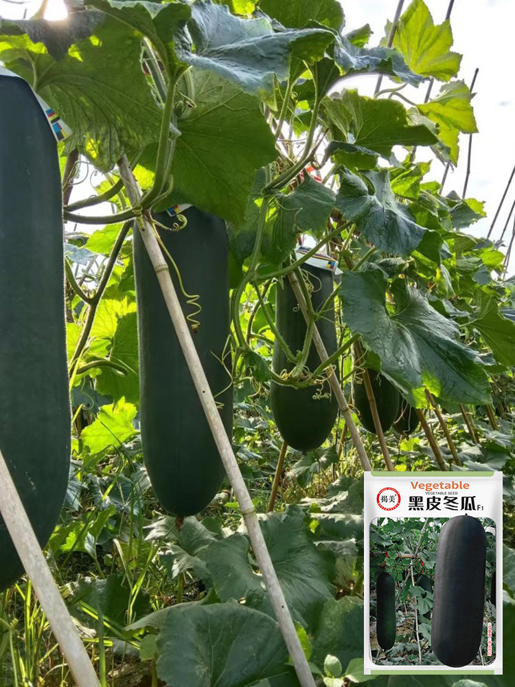 Black Skin Winter Melon