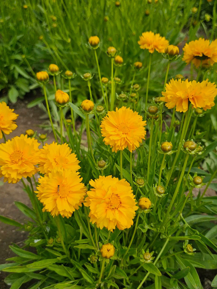 Coreopsis