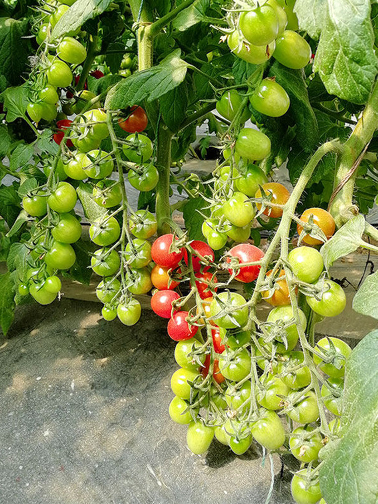 Saint Anne Cherry Tomato