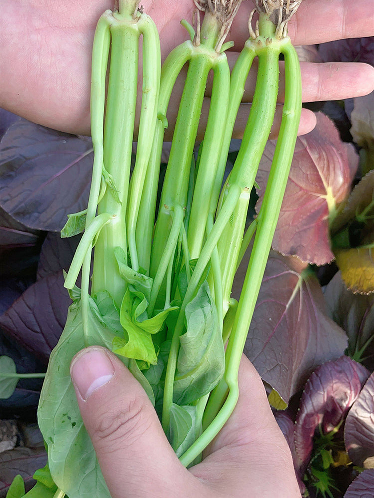 Trident Water Spinach