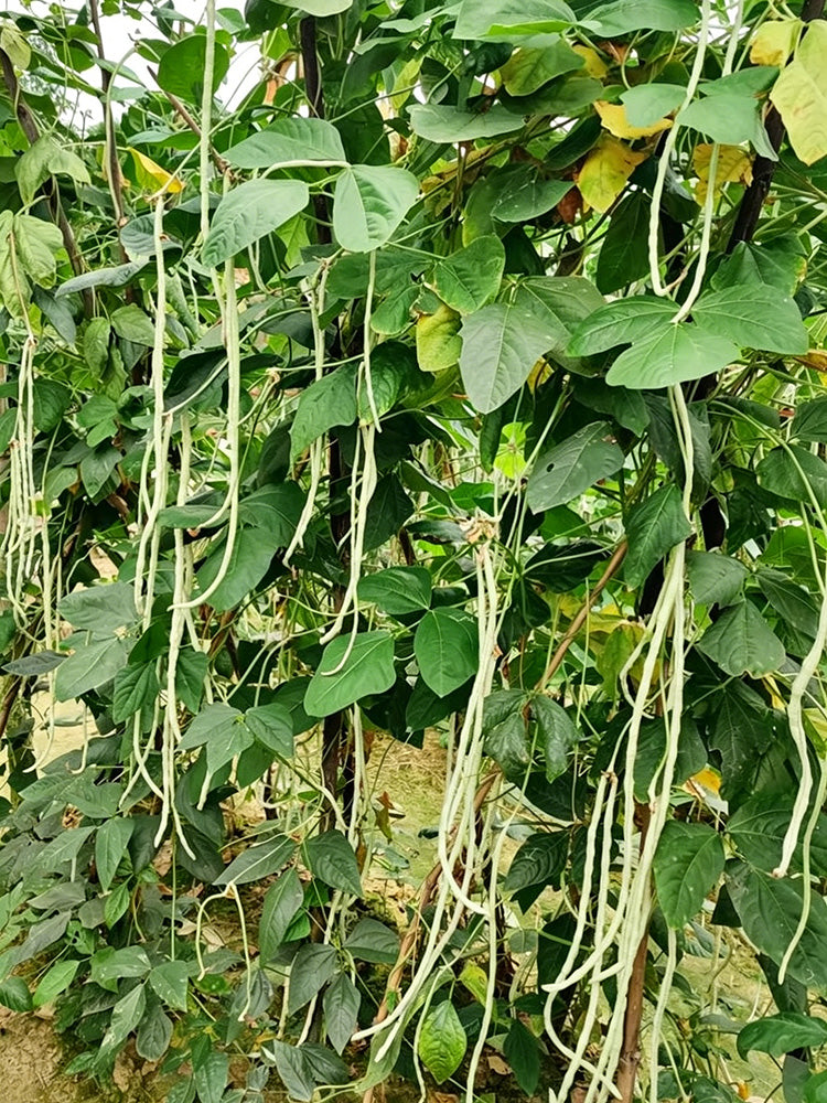 'Zhengjiang Yinshuai' Cowpea