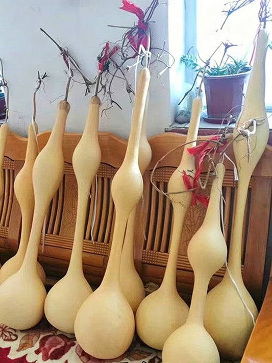 Wild Goose Neck Gourd