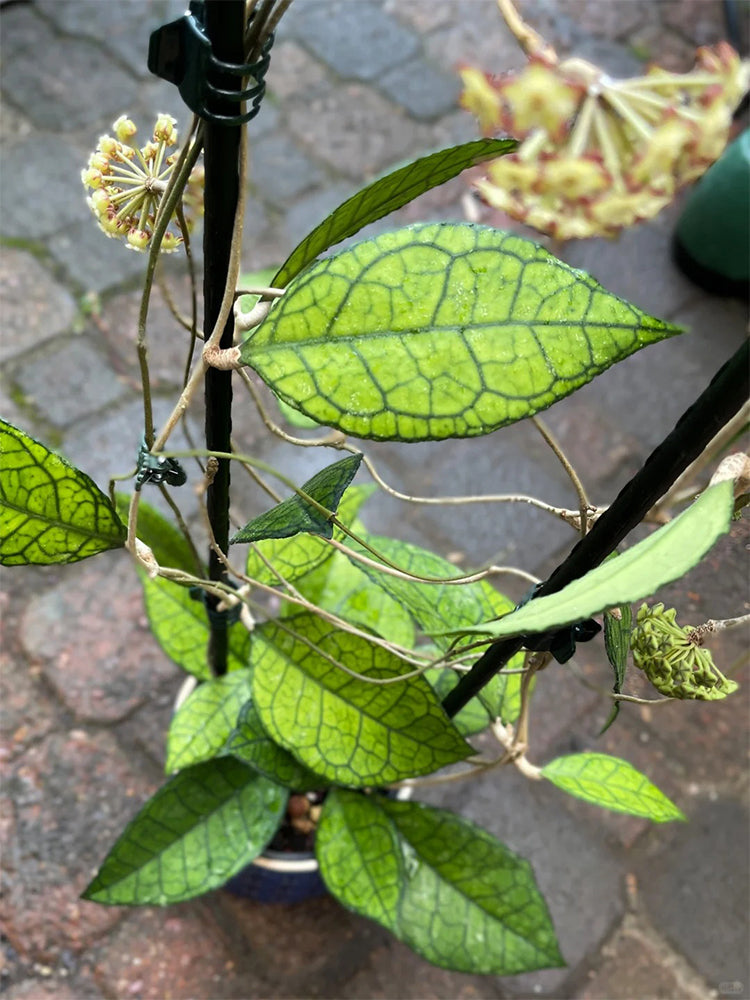 Hoya finlaysonii 'Nova'