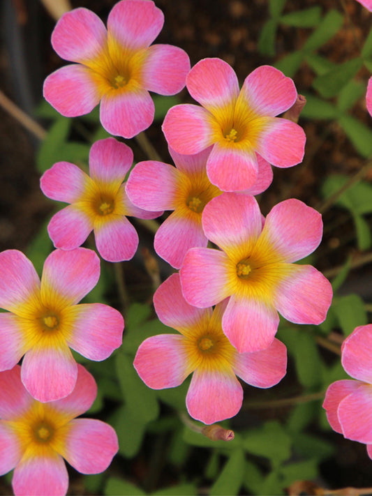 Oxalis Candy Box Series - 'Plum'