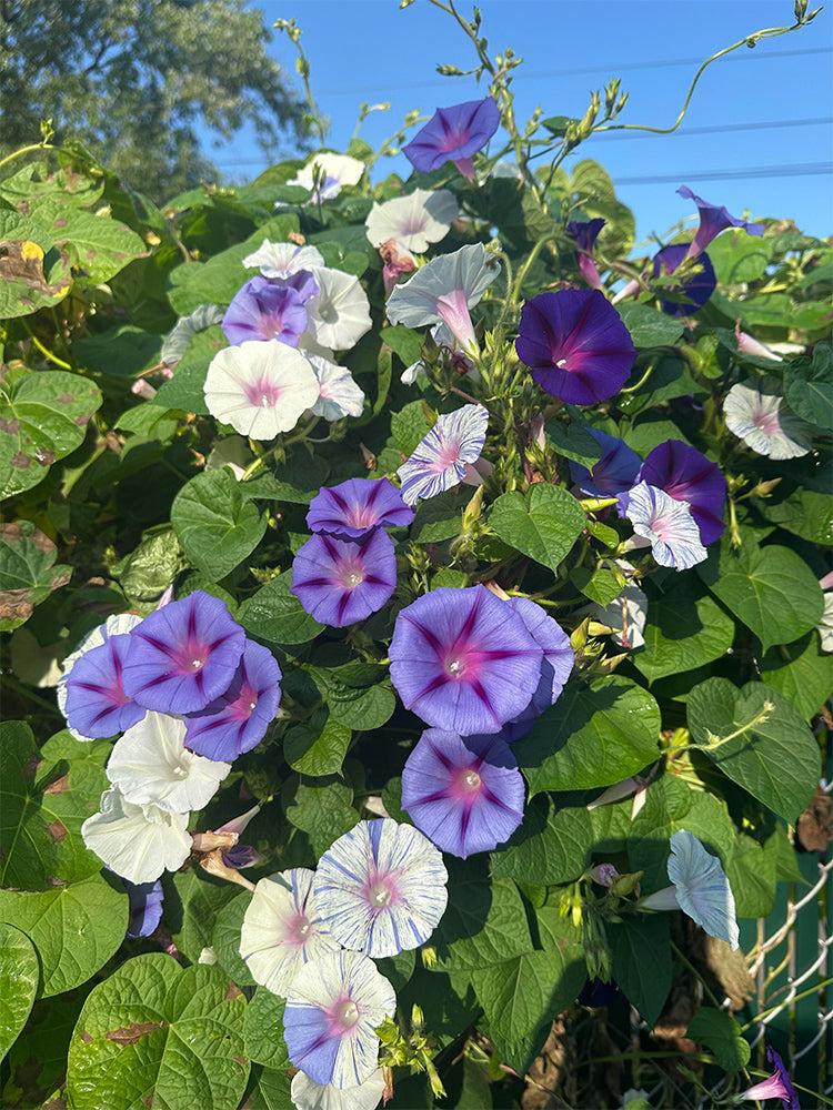 Hezhichun Morning Glory