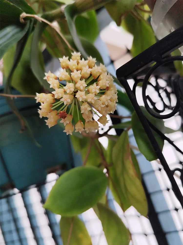 Hoya incrassata Unrooted Stem Cuttings