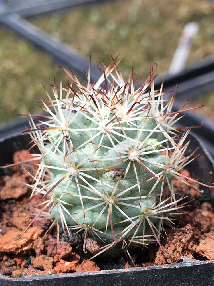 Cochemiea schumannii