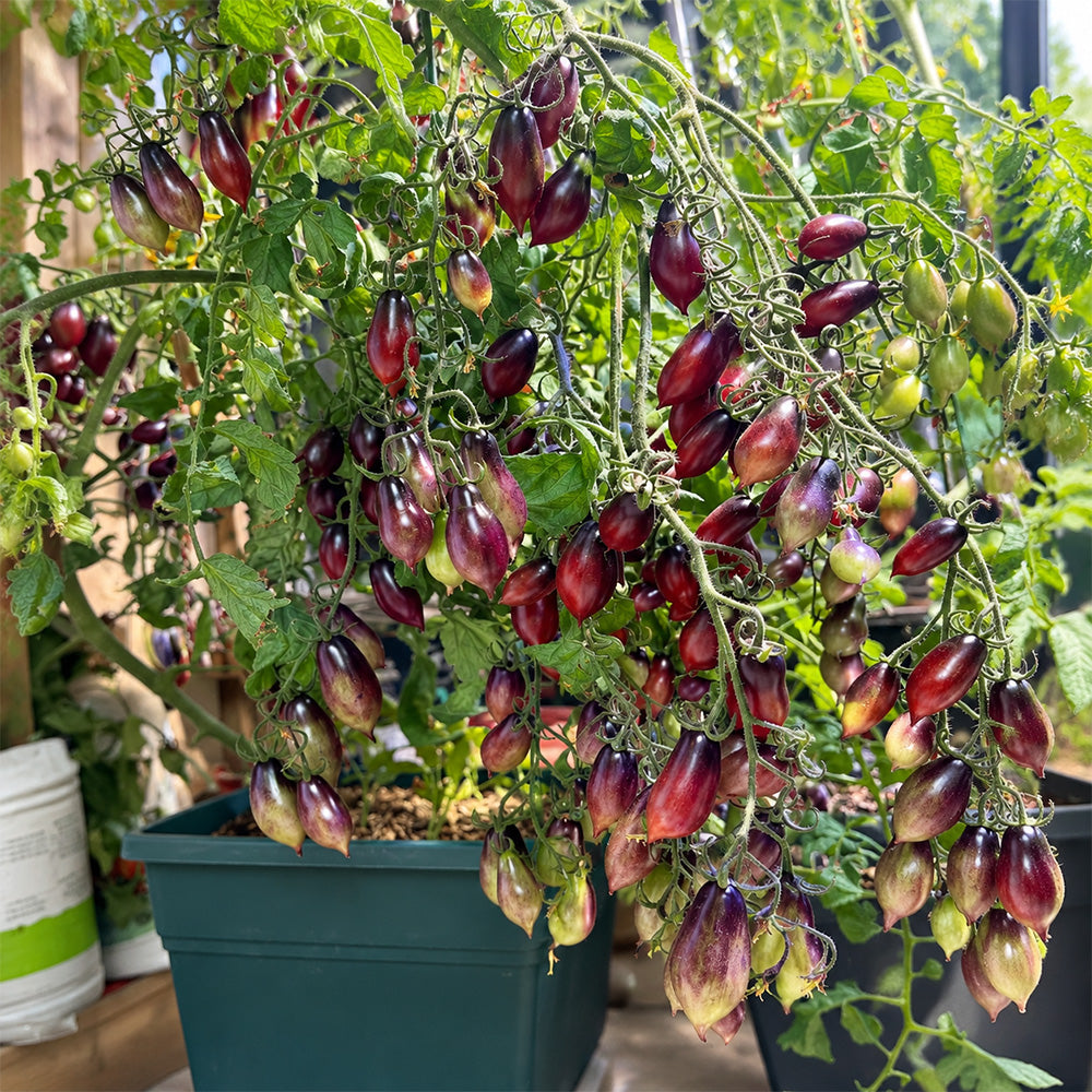 130 Kumquat Pink Opal Tomato