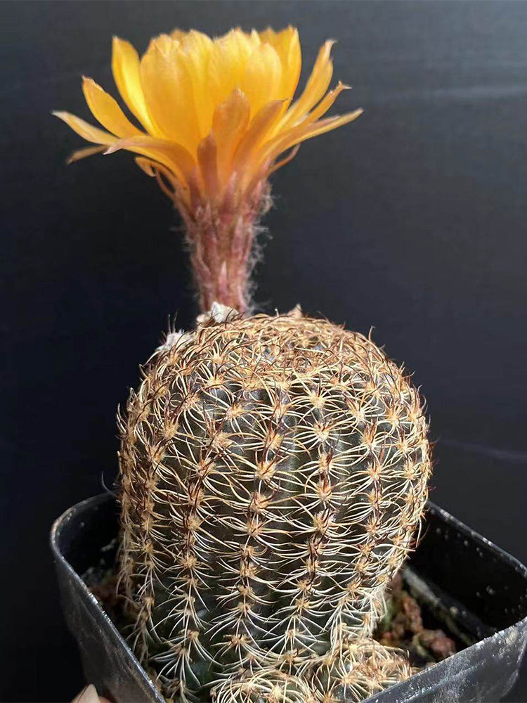Lobivia arachnacantha