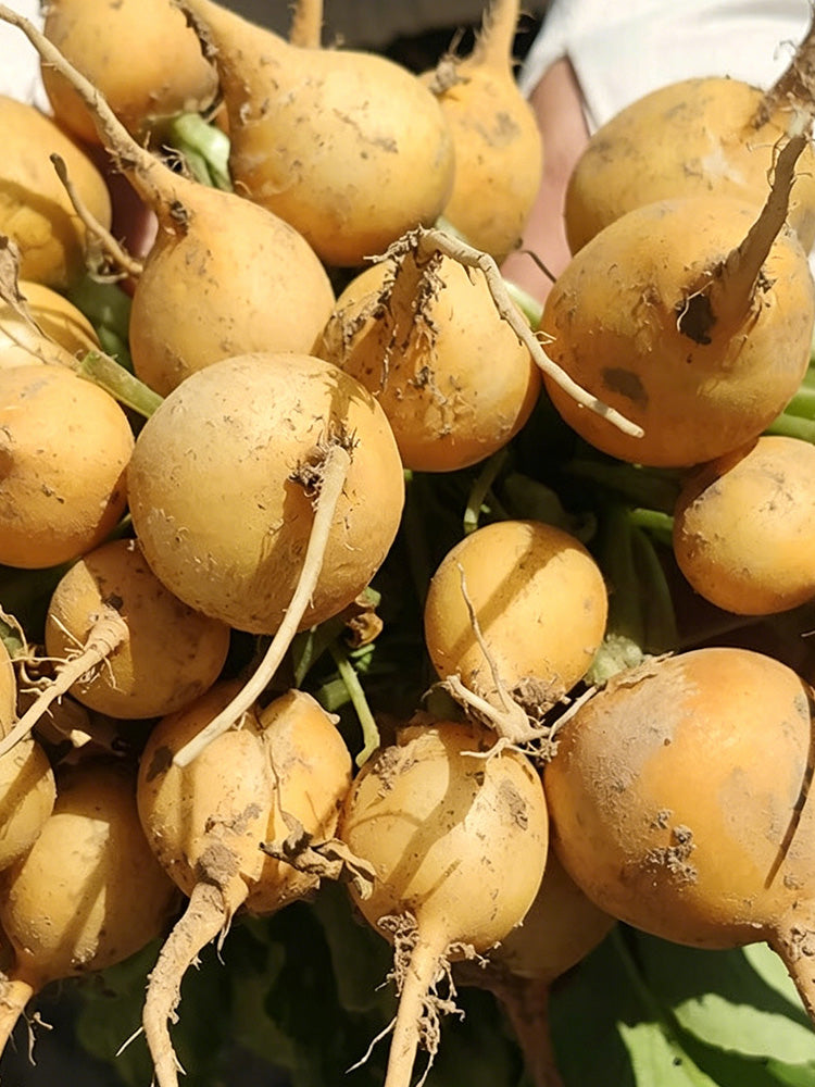 Yellow Cherry Radish