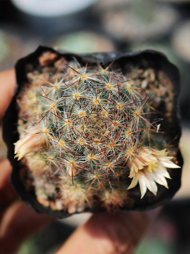 Mammillaria prolifera