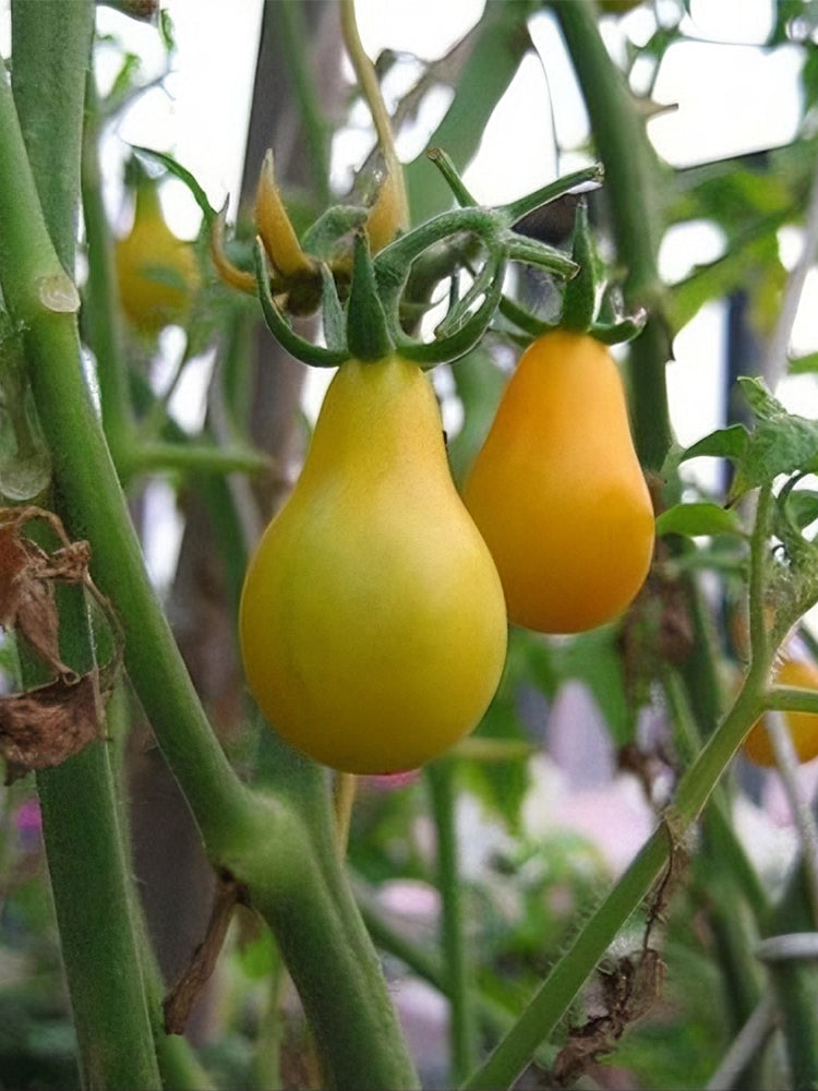 Yellow Pear Cherry Tomato