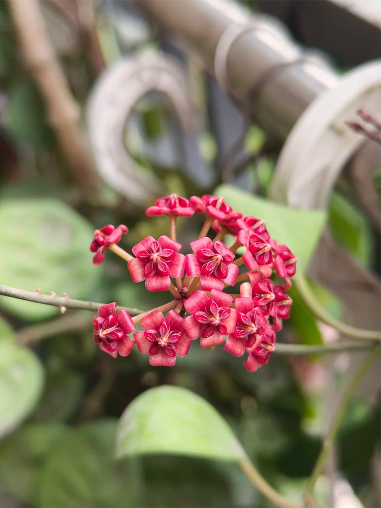 Hoya lukaensis Unrooted Stem Cuttings