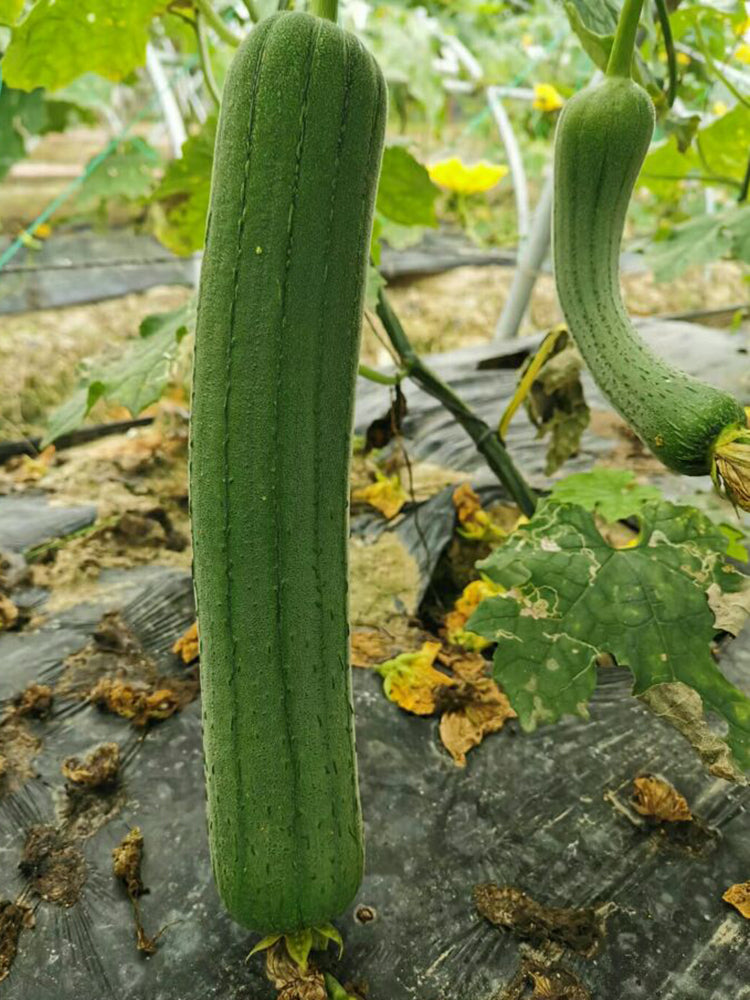 Green Superior Luffa