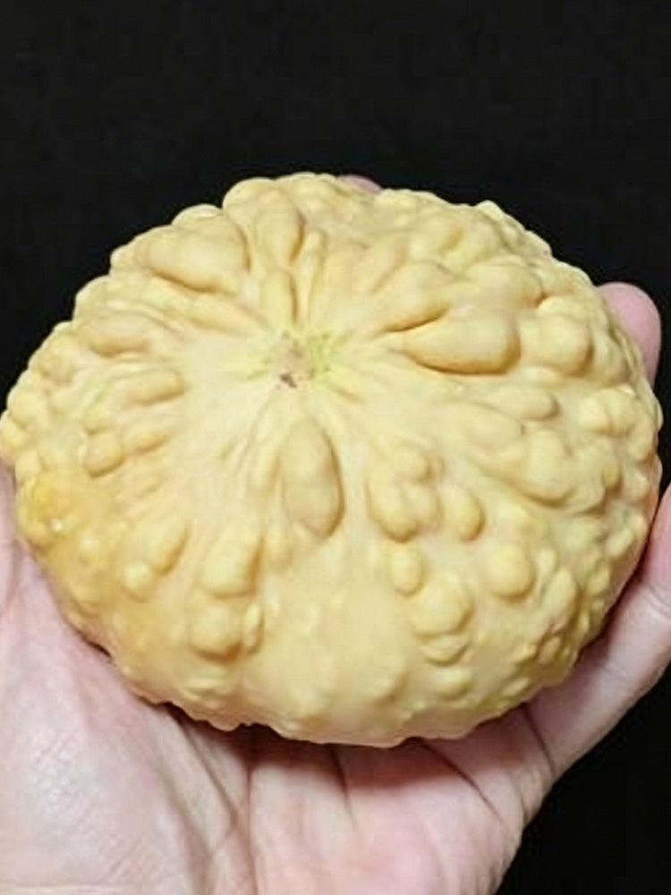 Extra-large Bumpy Gourd
