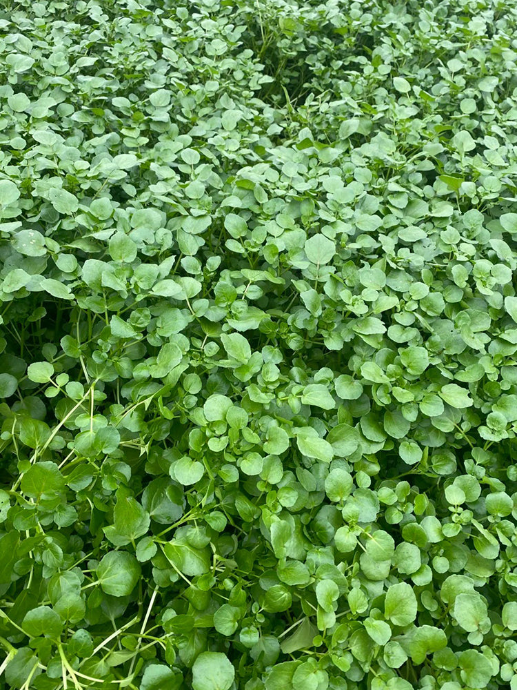 Watercress