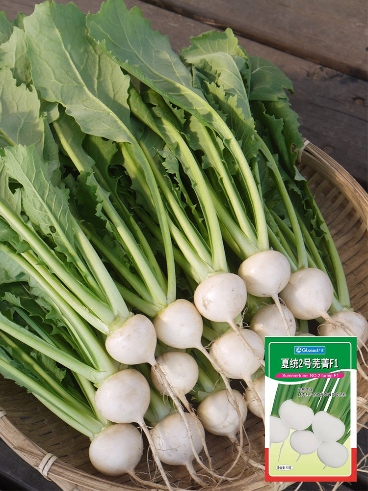 Xiatong No.2 F1 Turnip