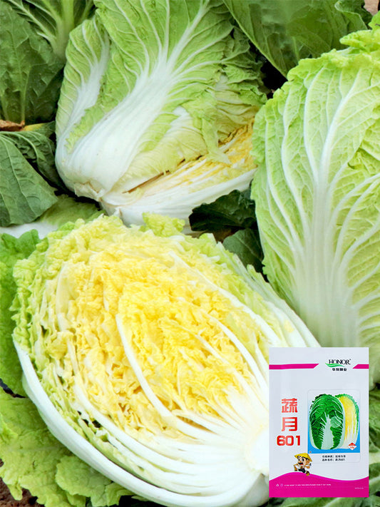 'Shuyue 601' Chinese Cabbage