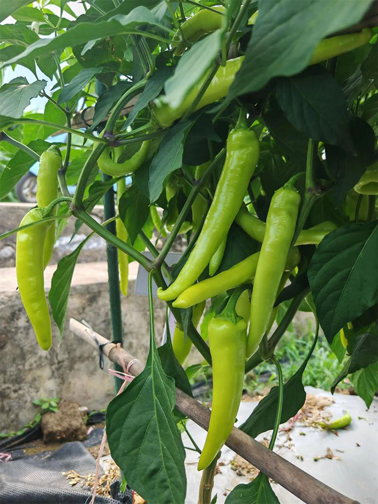 Guangxi White Jade Chili