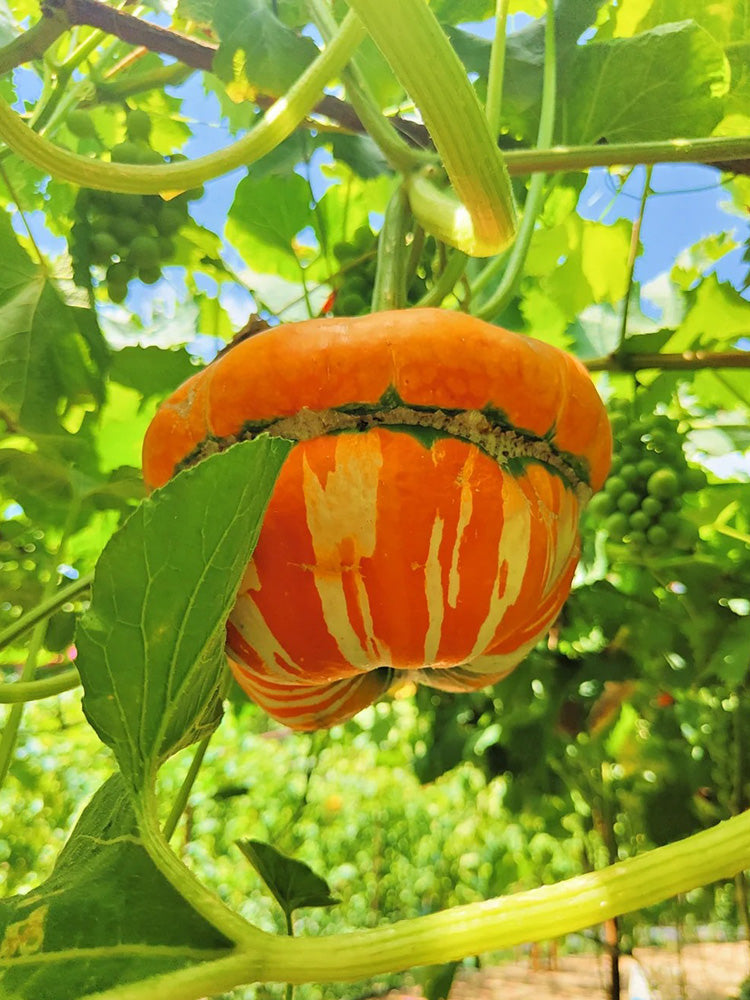Censer Squash