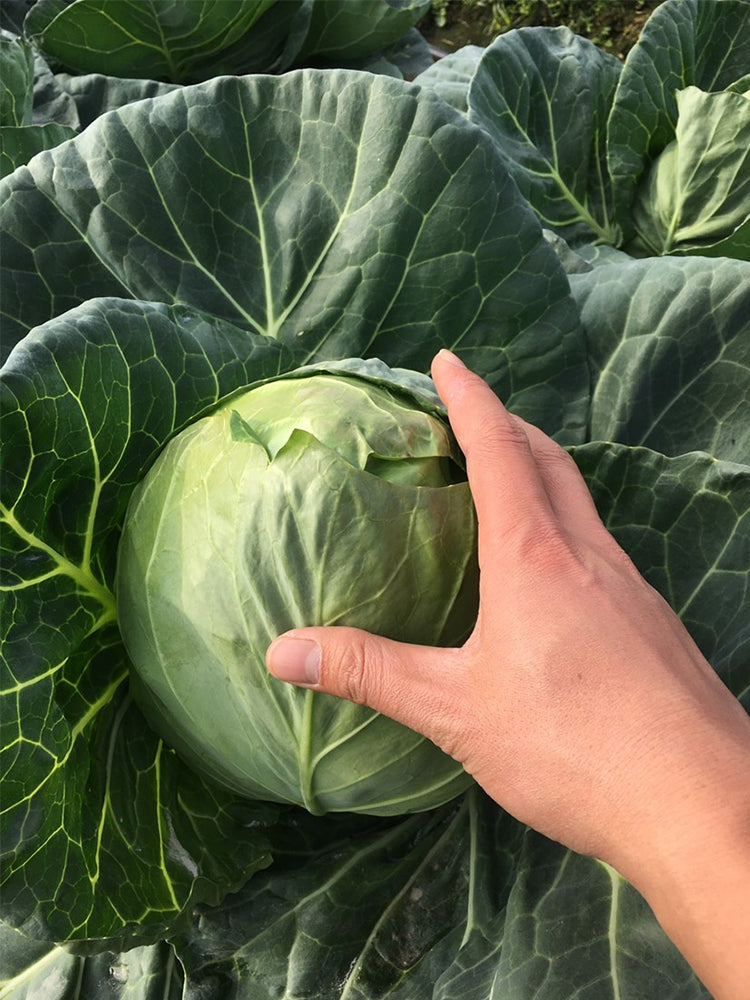 Xingyou Jingfeng No.1 Cabbage