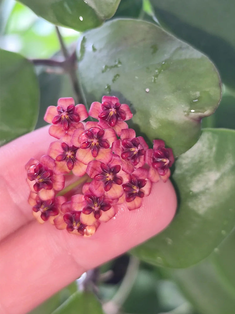 Hoya lukaensis Unrooted Stem Cuttings