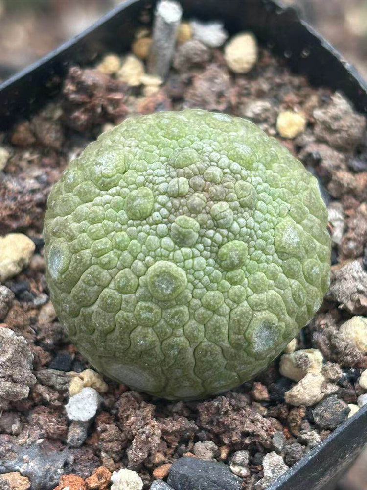 Pseudolithos migiurtinus