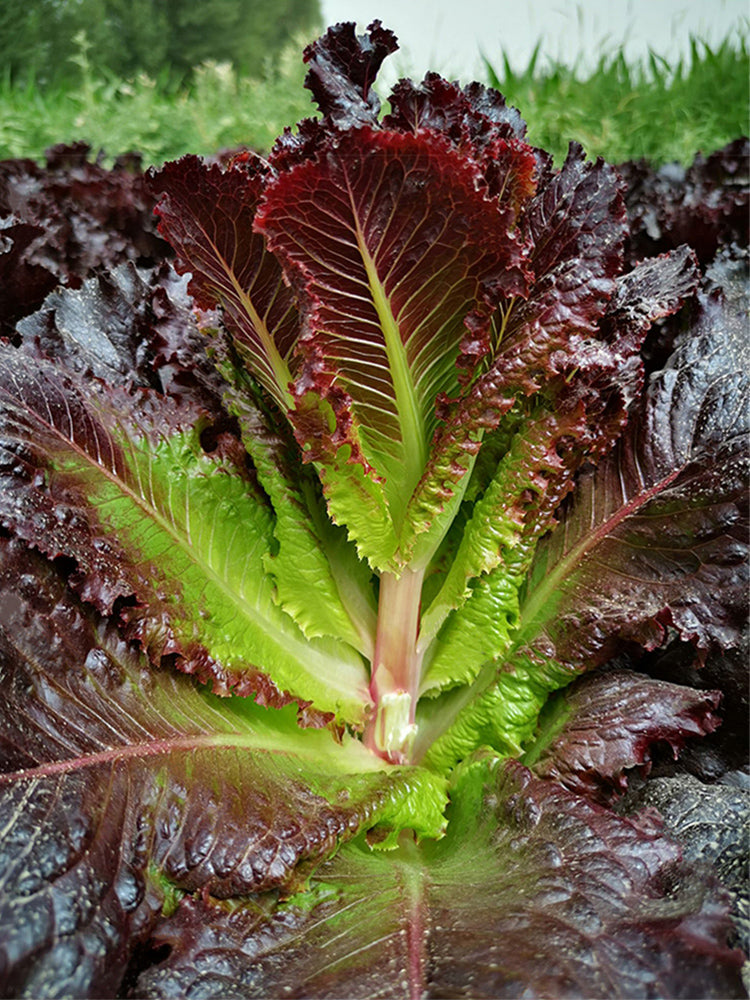 Crimson Wrap Lettuce (Lactuca sativa)
