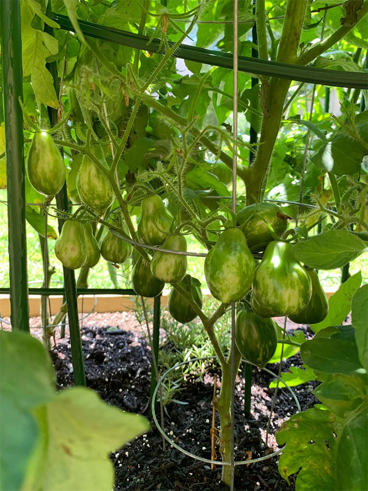 Mint Julep Tomato