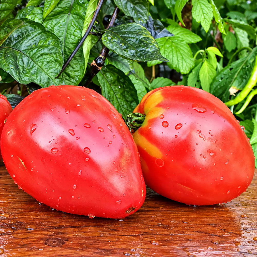 189 Winnie the Pooh Tomato