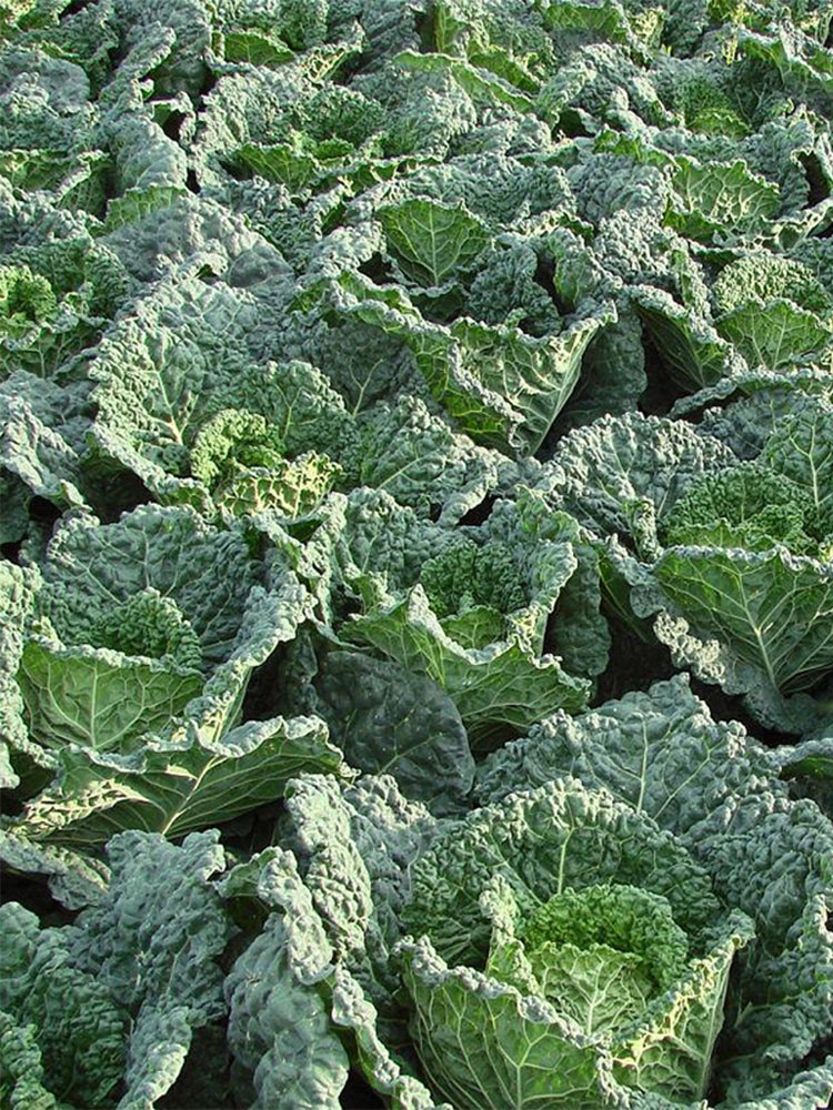 'Dongzhou No.1' Cabbage