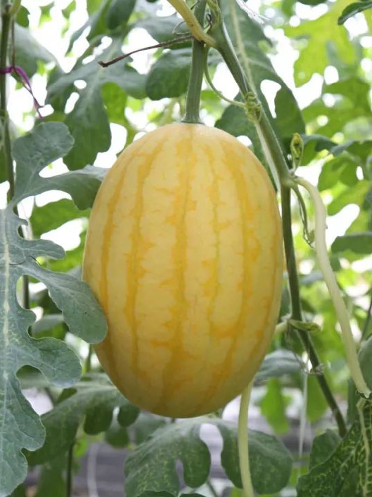 'Golden No.3' Watermelon Hybrid