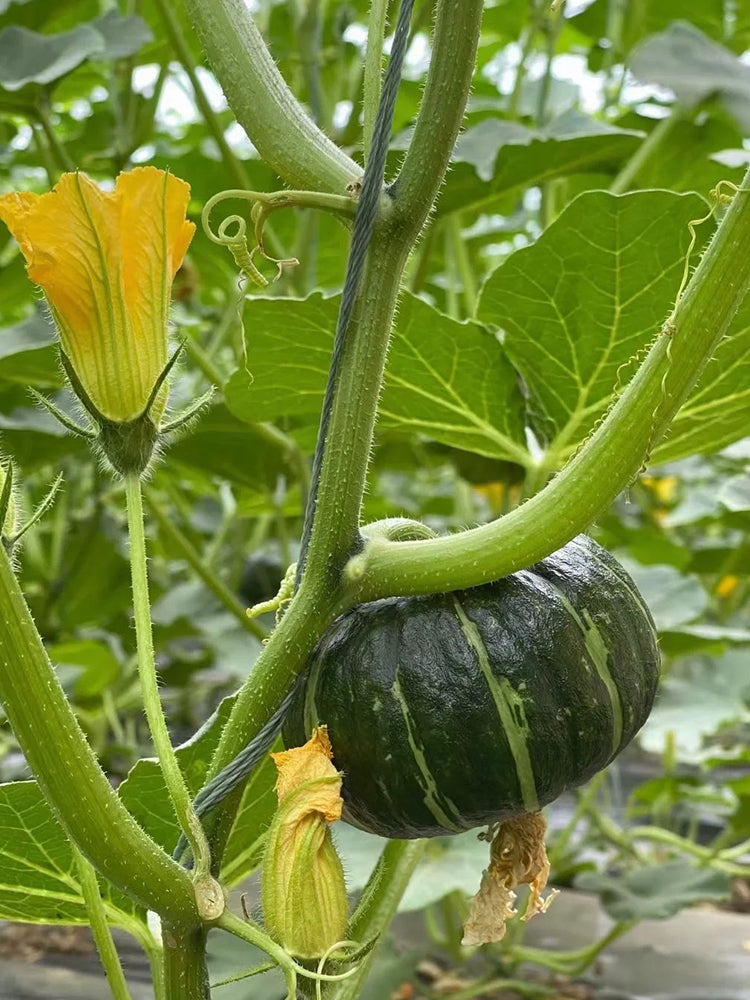 'Mo Yu Bei Bei' F1 Pumpkin