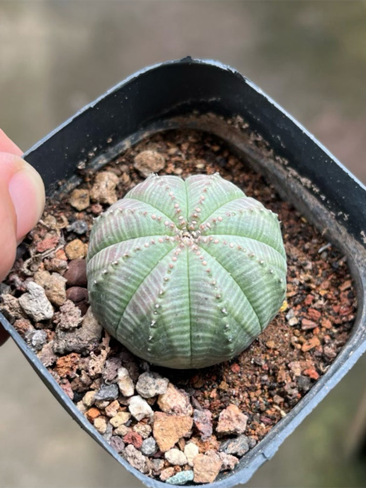 Euphorbia obesa 'Baseball' Live Succulent