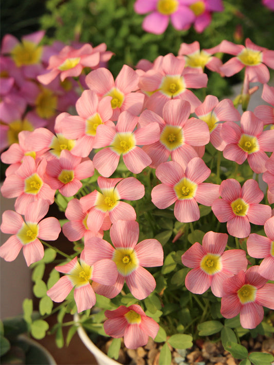 Oxalis obtusa Series Bulb - 'Loli'