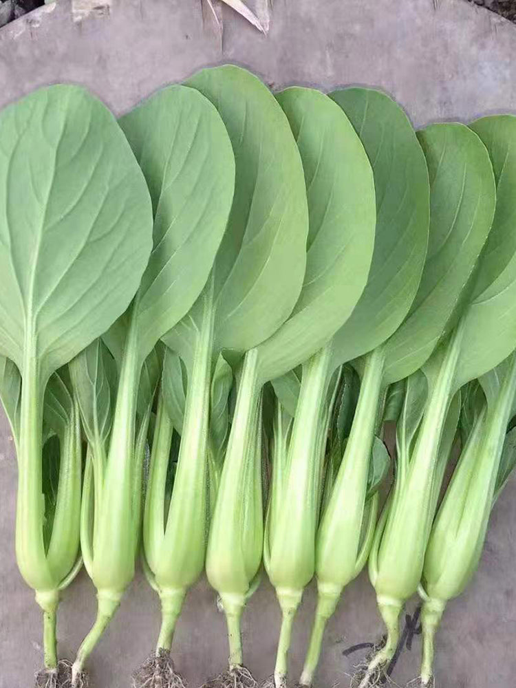 Round-Leaved Baby Bok Choy