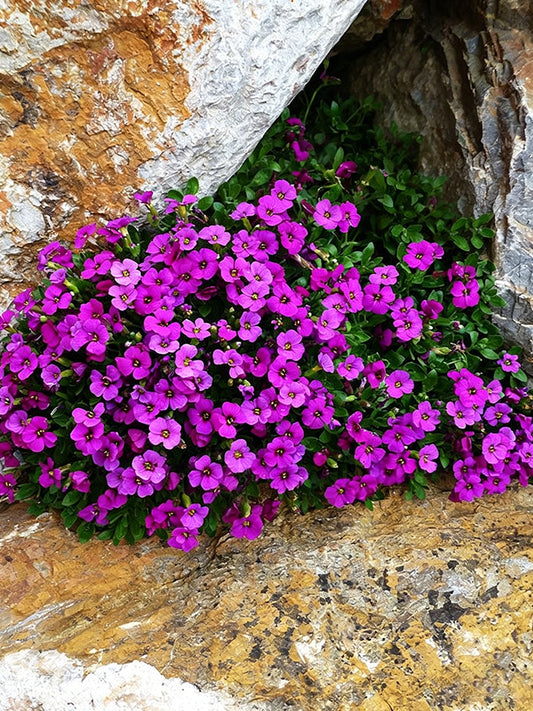 Purple Rock Cress