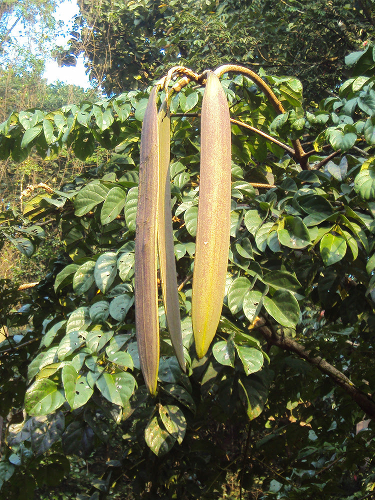 Oroxylum indicum