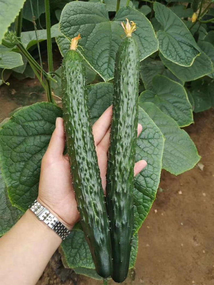 'New No. 4' Gynoecious Cucumber